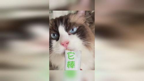 小猫沉浸式吃瓜,一场猫界的热闹“瓜田”  第3张